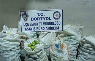 Narenciye bahçesinden 350 kilo mandalina çalan 2...