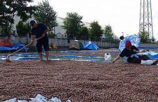 Ordu’da üreticilerin zorlu fındık kurutma mesaisi