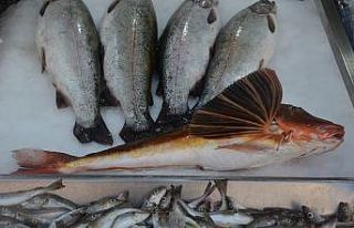 Sinop’ta 3,5 kiloluk kırlangıç balığı avlandı