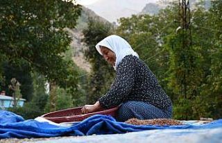 Şırnaklı aile sumak satarak geçimini sağlıyor