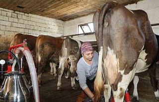 Üreten kadın: Tek başına 20 büyükbaş hayvana...