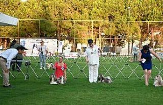 Yarışmaya katılan köpekler dikkat çekti