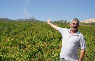 160 yıldır aynı tohumdan üretilen acı kırmızıbiberin...