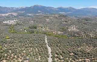 2024-2025 zeytin sezonunda 3 milyon 600 bin ton zeytin,...