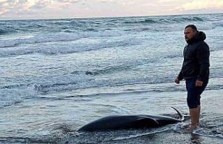 2 metrelik ölü yunus balığı sahile vurdu