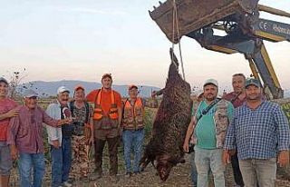 300 kiloluk devasa domuz avladılar