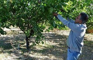 9 milyon kayısı ağacının bulunduğu Malatya’da...