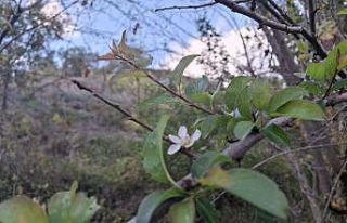 Adana’da erik ağacı çiçek açtı