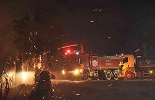 Adana’da ormanlık alanda yangın