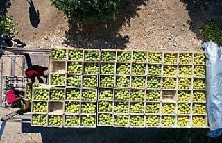 Adana’da portakaldan 371 bin ton verim bekleniyor