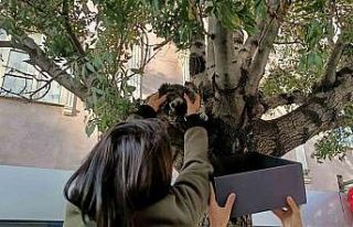 Ağaçtan aşağı inmeyen yavru kedi yaş mamayla...