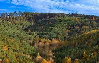 Akdağmadeni ormanları sonbahar renklerine büründü