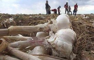 Aksaray’ın organik sarımsağına yurtdışından...