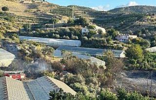 Alanya’da avokado bahçesinde yangın: 60 ağaç...