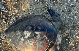 Alanya’da caretta caretta ölüsü bulundu