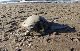 Alanya’da son bir haftada iki caretta caretta ölü...