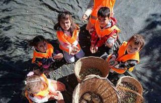 Aliağalı minik öğrenciler Şakran’da zeytin...