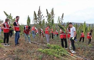 Amasya Üniversitesi kenevir üretimine başladı,...