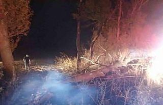 Anız yangını ağaçlara zarar verdi