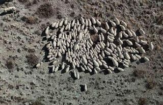 Ankara keçisi yok olmakla karşı karşıya