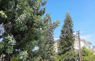 Antalya’da ağaç dalları arasından giden elektrik...