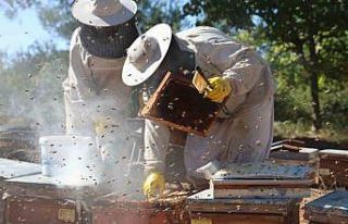 Arılı kovan desteklemelerinde son gün