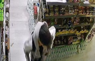 Arnavutköy’de Dubai çikolatası hırsızlığı...