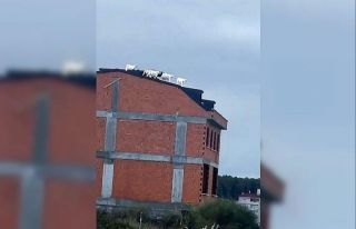 Arnavutköy’de kaçan keçiler binanın çatısına...