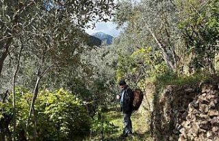 Artvin’de asırlık zeytin ağaçlarından hasat...