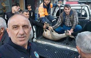 Artvin’de dereye düşen karacayı vatandaşlar...