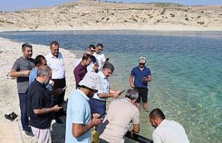 Atatürk Baraj Göleti’ne 2 buçuk milyon şabut...