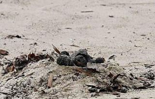 Avustralya sahillerinde zehirli petrol ve moloz paniği:...