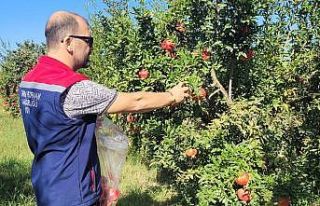 Aydın’da pestisit kalıntı analizi için nar numuneleri...