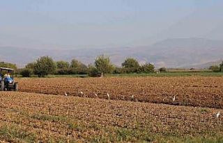 Aydın’da su kuşları, çiftçilerin tarladaki...
