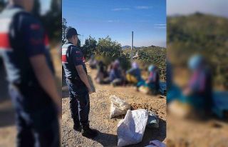 Aydın’da yaklaşık yarım ton incir çalan hırsızlar...