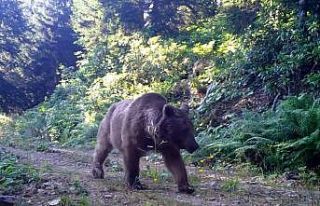 Ayı ve vaşak fotokapana takıldı