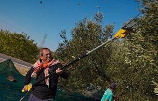 Ayvalık Belediyesi zeytinliklerinin ilk hasadı Ayvalık...