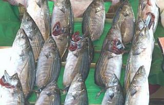 Balık tezgahlarında son 3-4 senenin en bol palamut...