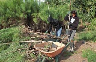 Balıkesir’de üretilen fıstıkçamı fidanları...