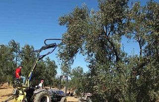 Balıkesirli kaşifin yaptığı makineler zeytin...