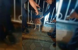 Bandırma’da demir parmaklıklara sıkışan köpek...