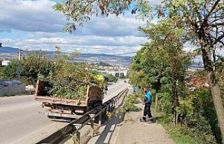 Başiskele’de ağaçlara sonbahar bakımı yapılıyor