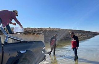 Batman’da 1 milyon balık göle bırakıldı