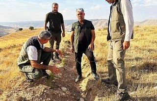 Batman’da bin dekarlık alanda inceleme