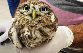 Batman’da puhu baykuşu yaralı halde bulundu