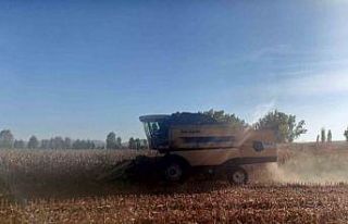 Beylikova Belediyesi danelik mısır hasadına başladı