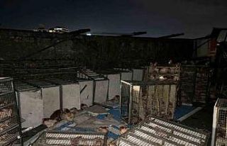 Beypiliç’in tavuk yüklü kamyonu devrildi: Yüzlerce...