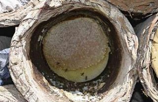 Bitlis’te dünyaca ünlü karakovan balının hasadına...