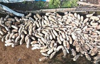 Bu destekle ağıllar yeni doğan kuzularla şenlendi