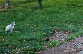 Bu sefer fare kedileri kovaladı